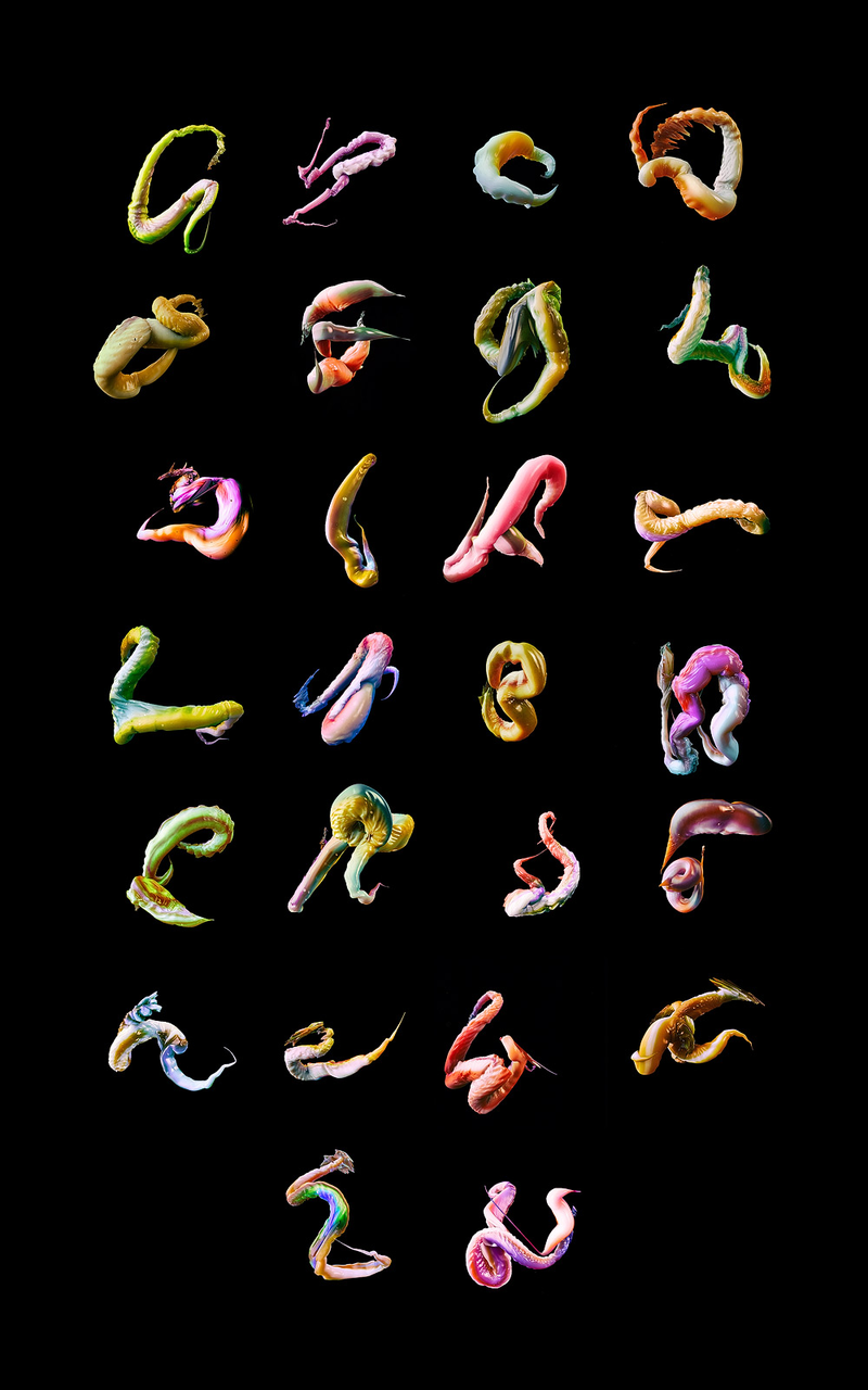 Illustration for article titled Each letter of this alphabet moves like an appendage of an animal
